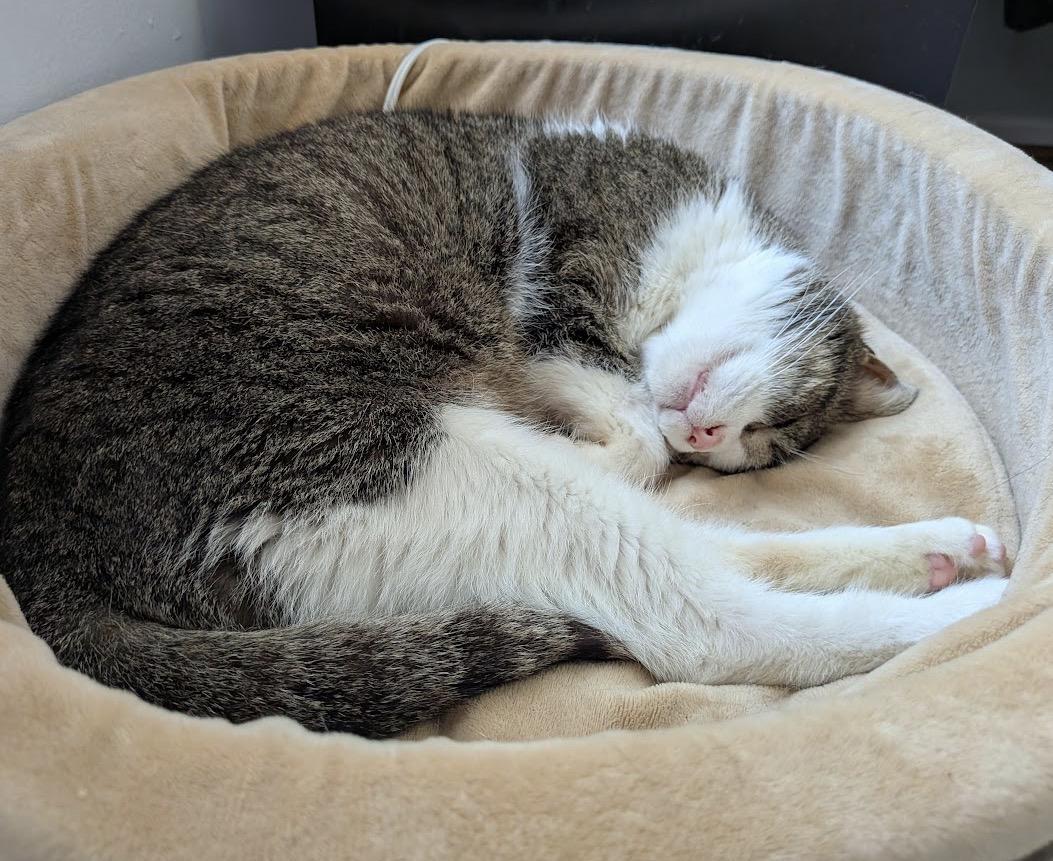 Herbert, a ADOPTABLE Domestic Short Hair in Alexandria, VA image 4/6