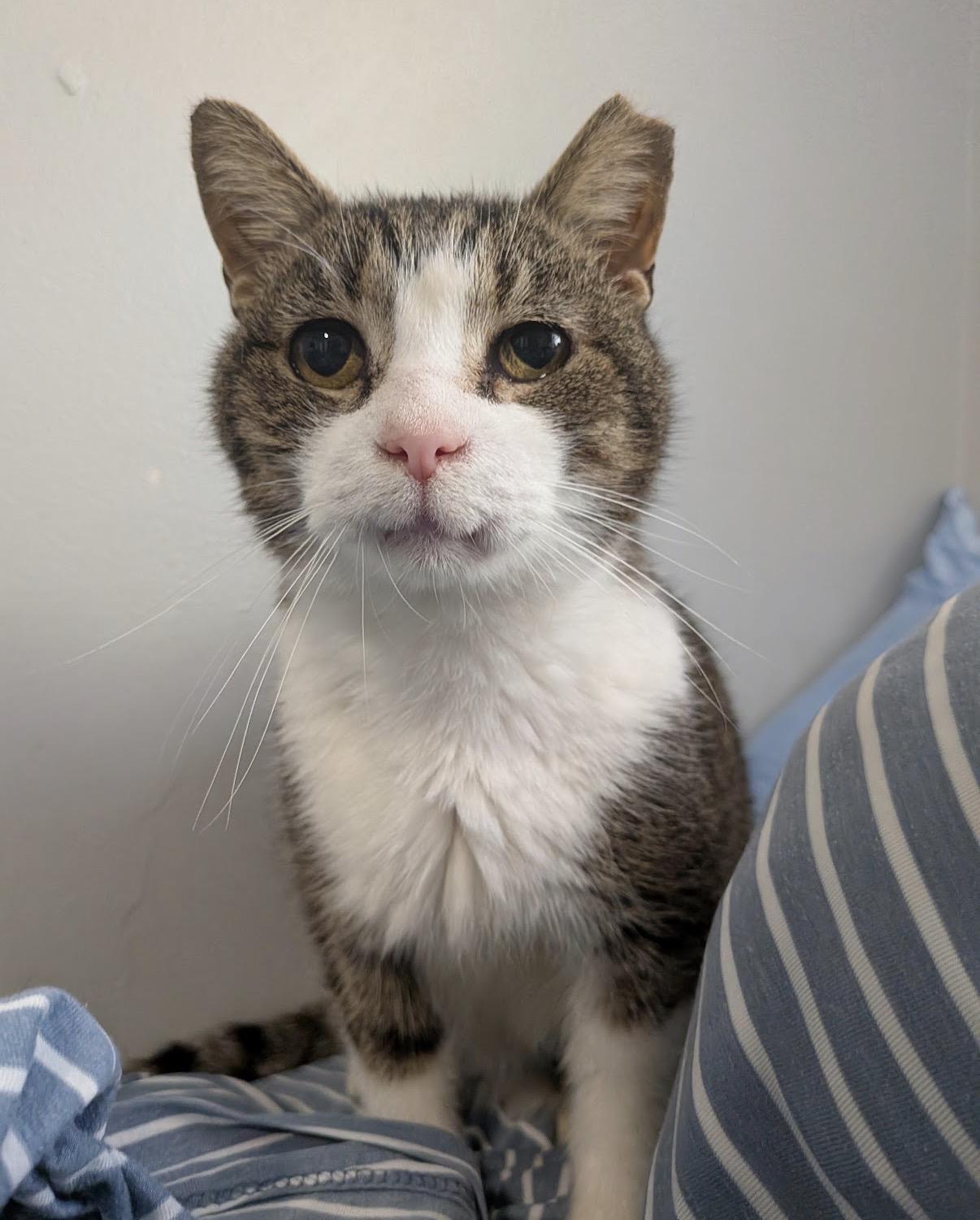 Herbert, ADOPTABLE, Senior Male Domestic Short Hair.