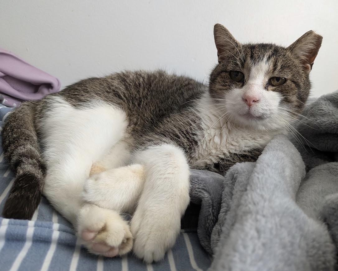 Herbert, a ADOPTABLE Domestic Short Hair in Alexandria, VA image 3/6