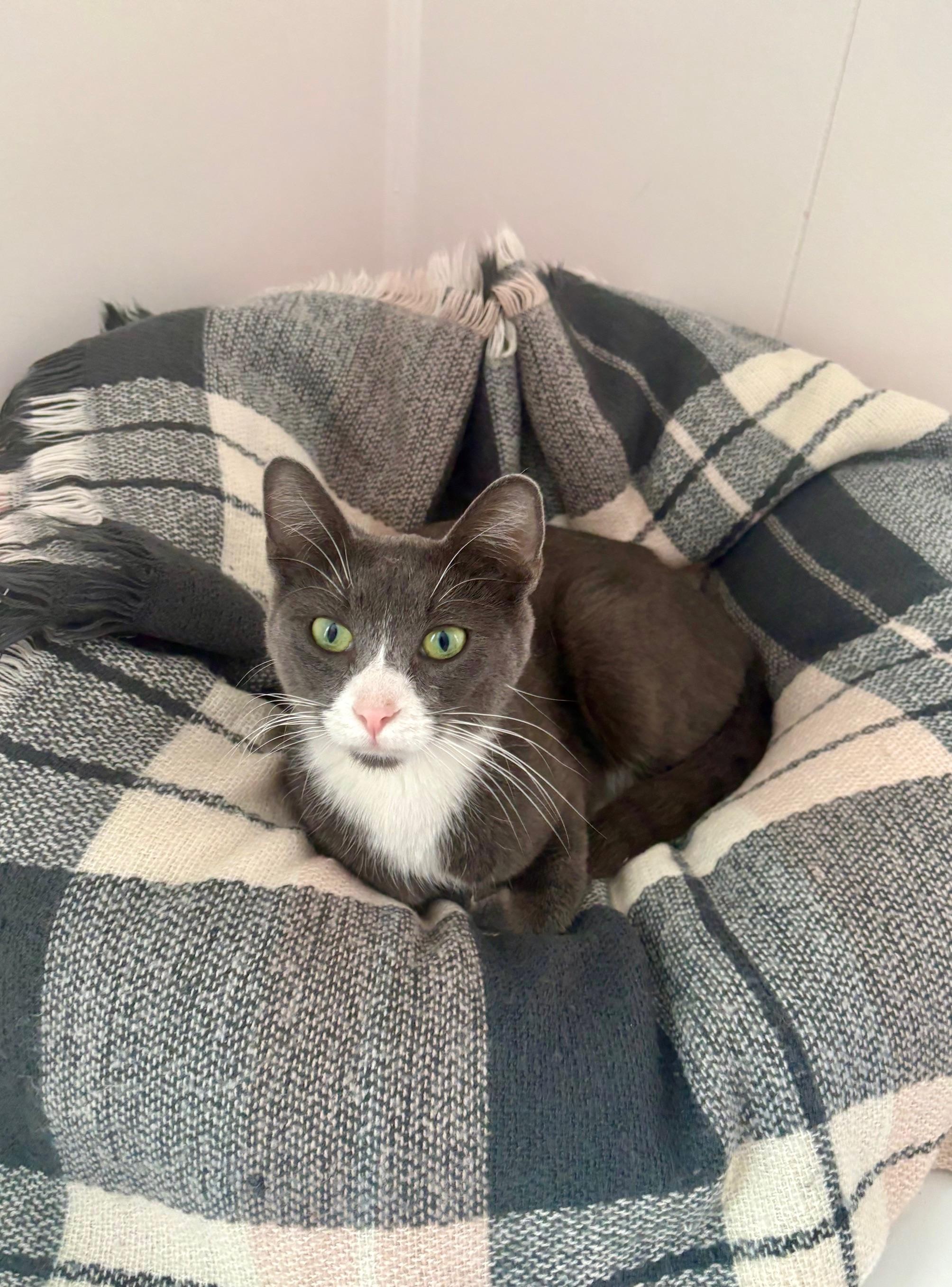 Rue, ADOPTABLE, Adult Female Domestic Short Hair.