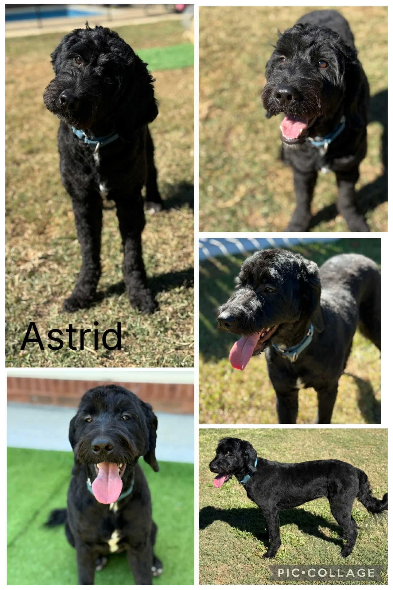 Astrid, an adoptable Labradoodle in Enterprise, AL, 36330 | Photo Image 1