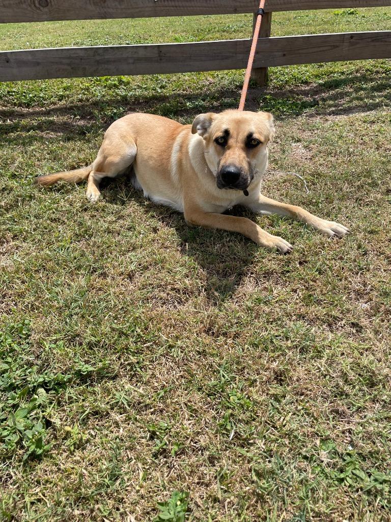 Enlarge Tinker, a Adopted mixed breed in Wauchula, FL image 1/1