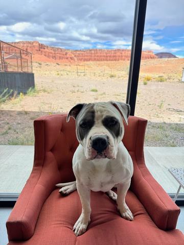 Ghost, an adoptable Pit Bull Terrier in Torrey, UT, 84775 | Photo Image 5