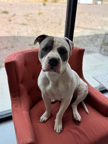 Ghost, an adoptable Pit Bull Terrier in Torrey, UT, 84775 | Photo Image 1