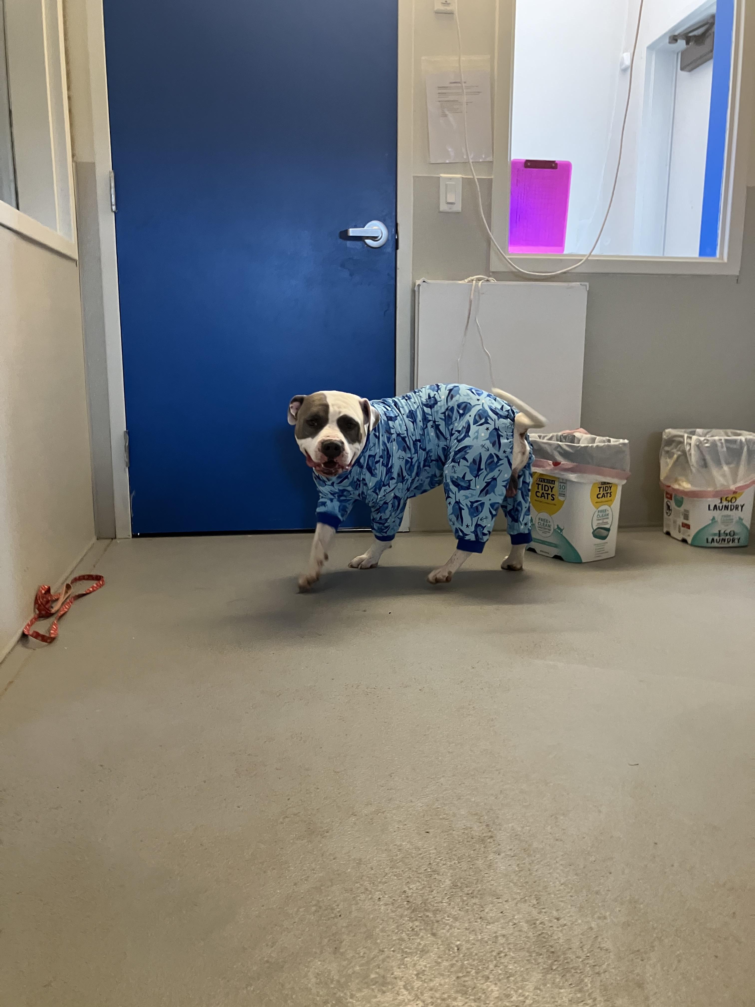 Ghost, an adoptable Pit Bull Terrier in Torrey, UT, 84775 | Photo Image 3