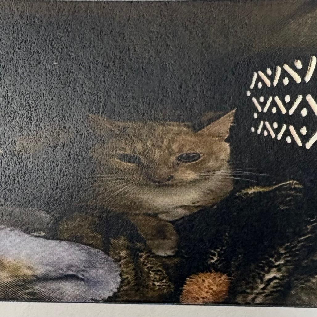 TY, Adoptable, Young Male Domestic Short Hair.