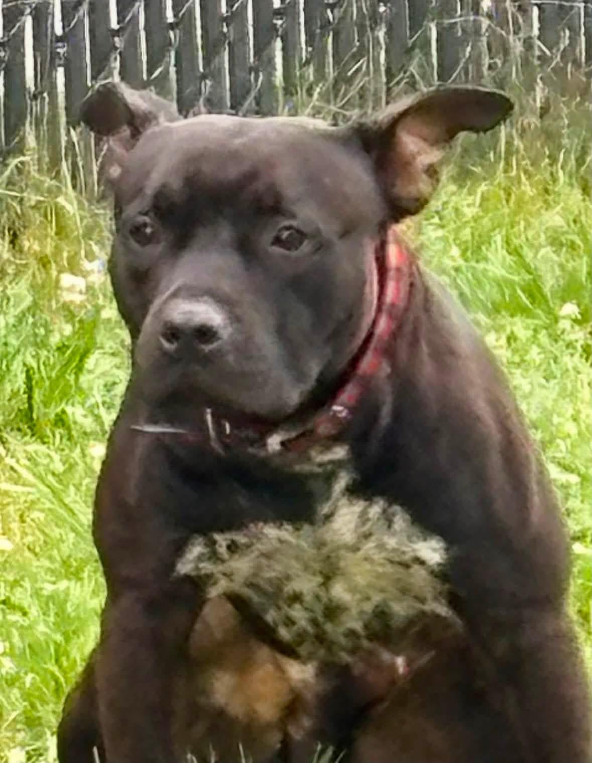 Speckles, adopted, Young Male American Bully.
