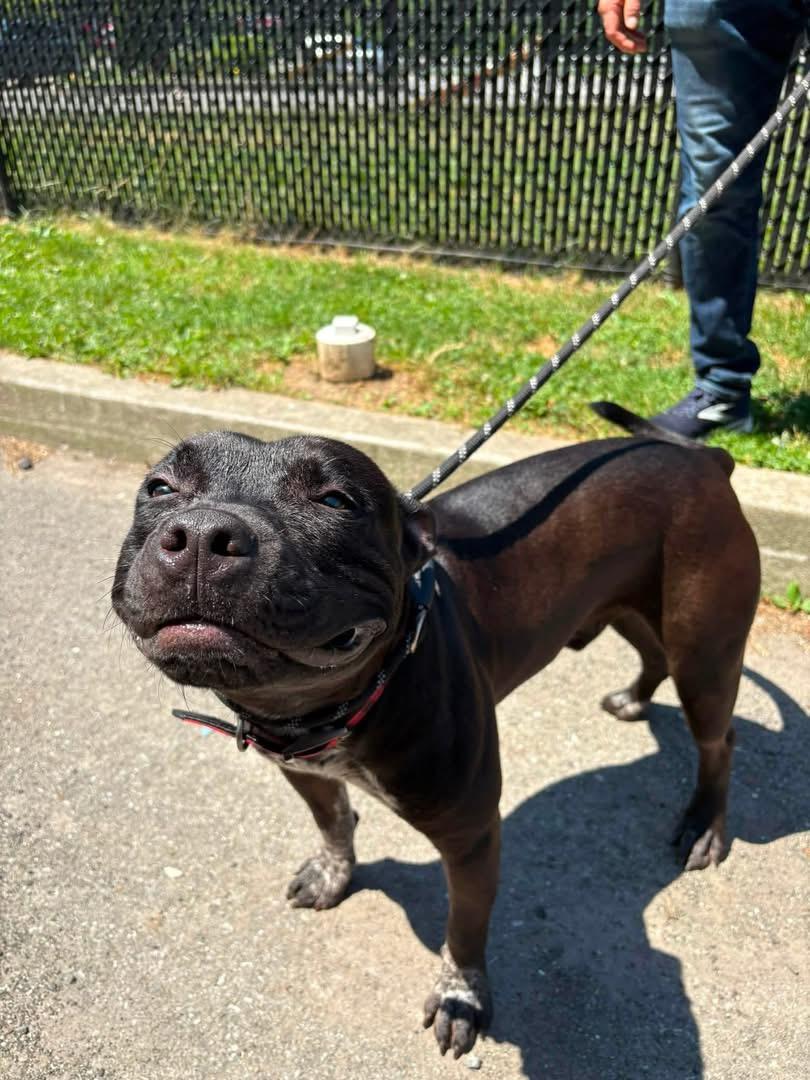Enlarge Speckles, an adopted American Bully in Yonkers, NY image 3/3