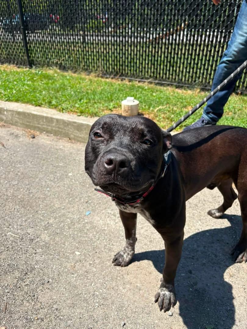 Enlarge Speckles, an adopted American Bully in Yonkers, NY image 2/3