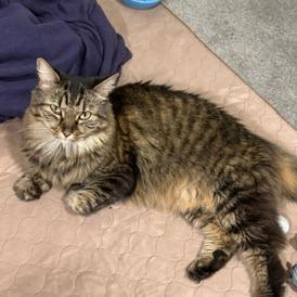Miah, Adoptable, Adult Female Maine Coon.