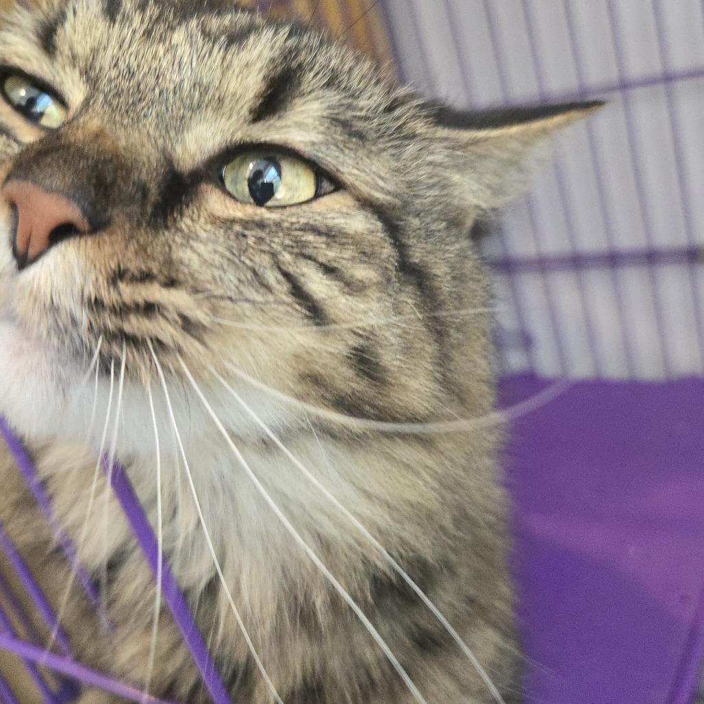 Enlarge Miah, a Adoptable Maine Coon in Salisbury, MA image 2/6
