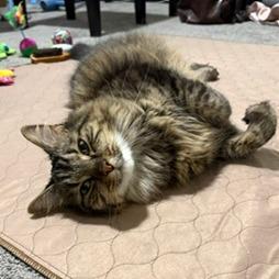 Enlarge Miah, a Adoptable Maine Coon in Salisbury, MA image 3/6