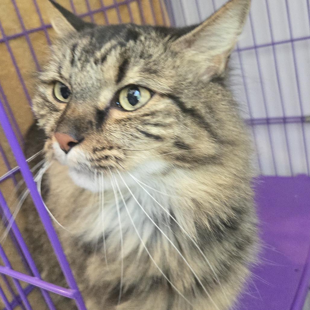 Enlarge Miah, a Adoptable Maine Coon in Salisbury, MA image 4/6