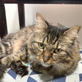 Enlarge Miah, a Adoptable Maine Coon in Salisbury, MA image 5/6