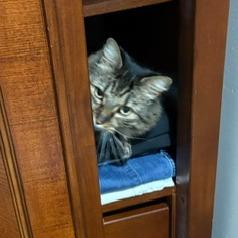 Enlarge Miah, a Adoptable Maine Coon in Salisbury, MA image 6/6