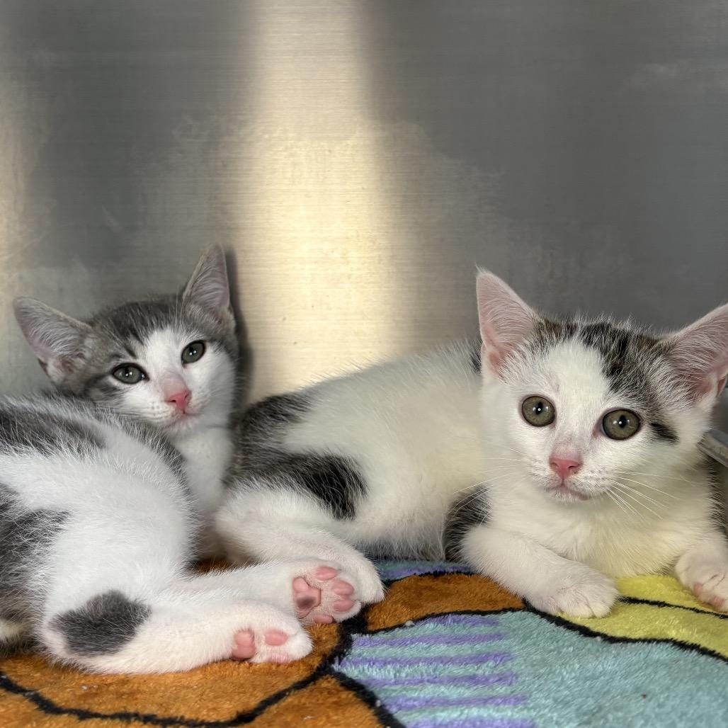Nubbin, Adoptable, Kitten Female American Shorthair & Manx.