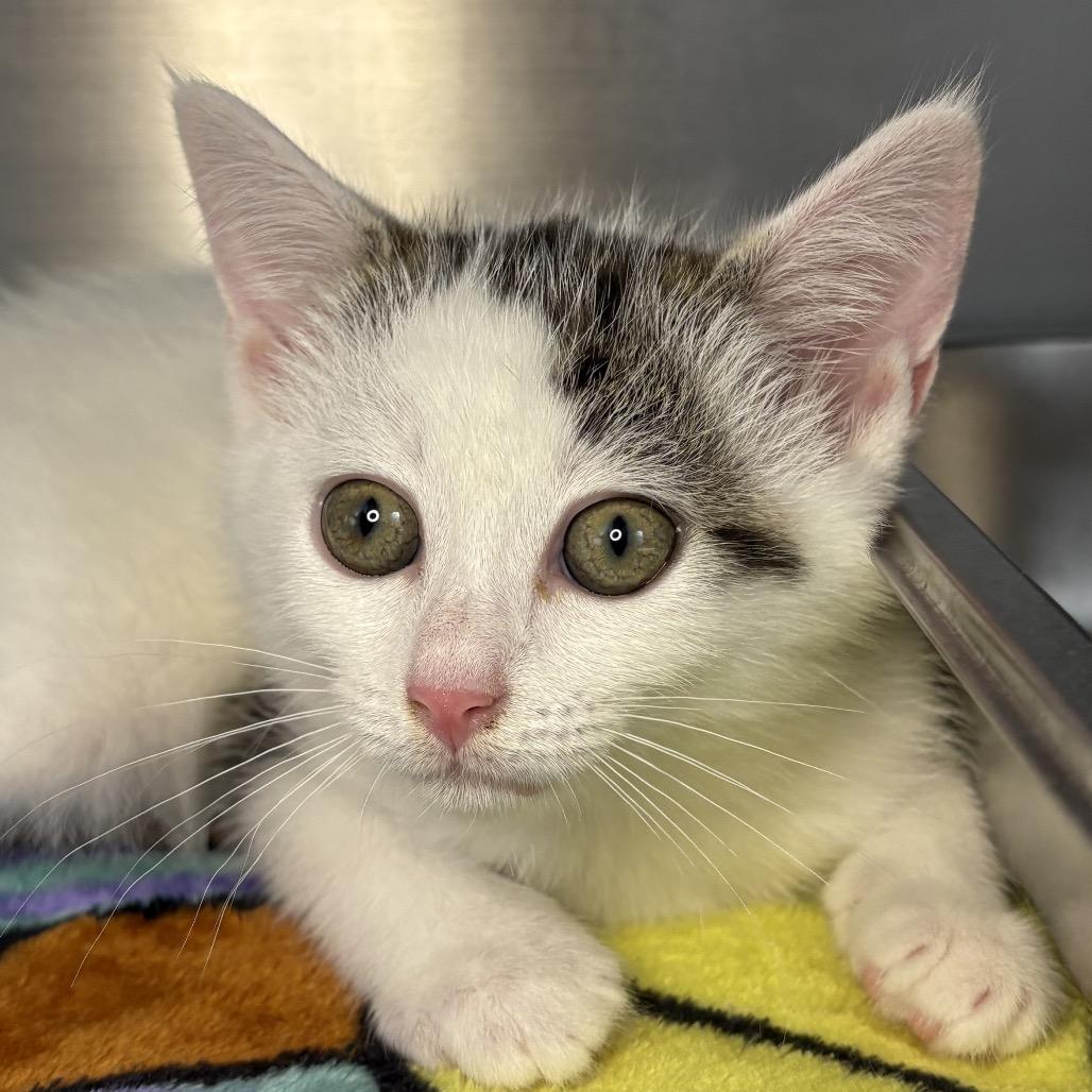 Enlarge Nubbin, a Adoptable mixed breed in Arden, NC image 2/6