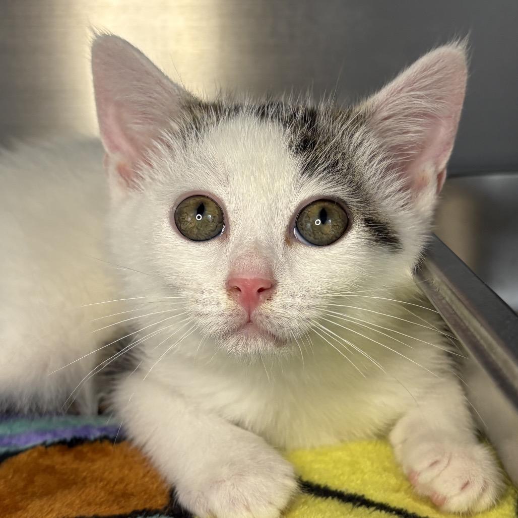 Enlarge Nubbin, a Adoptable mixed breed in Arden, NC image 4/6