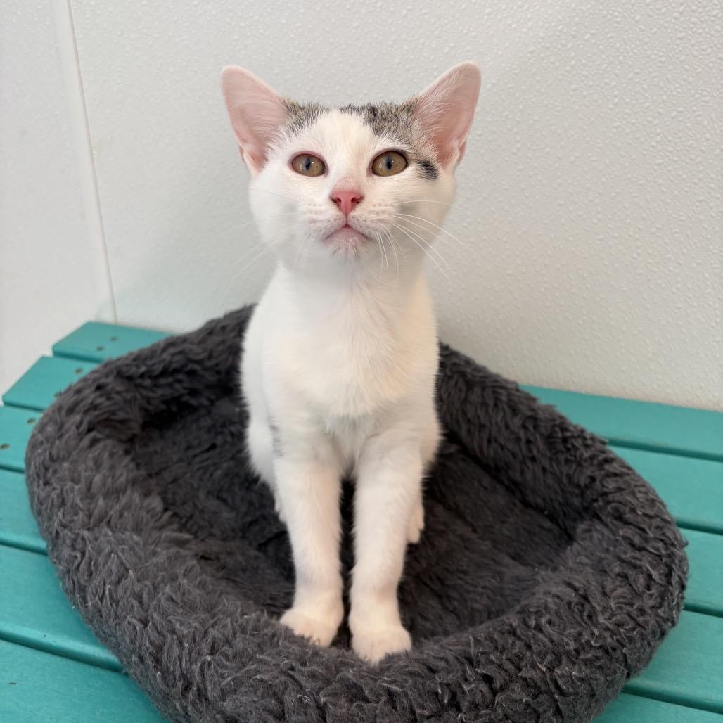 Enlarge Nubbin, a Adoptable mixed breed in Arden, NC image 5/6