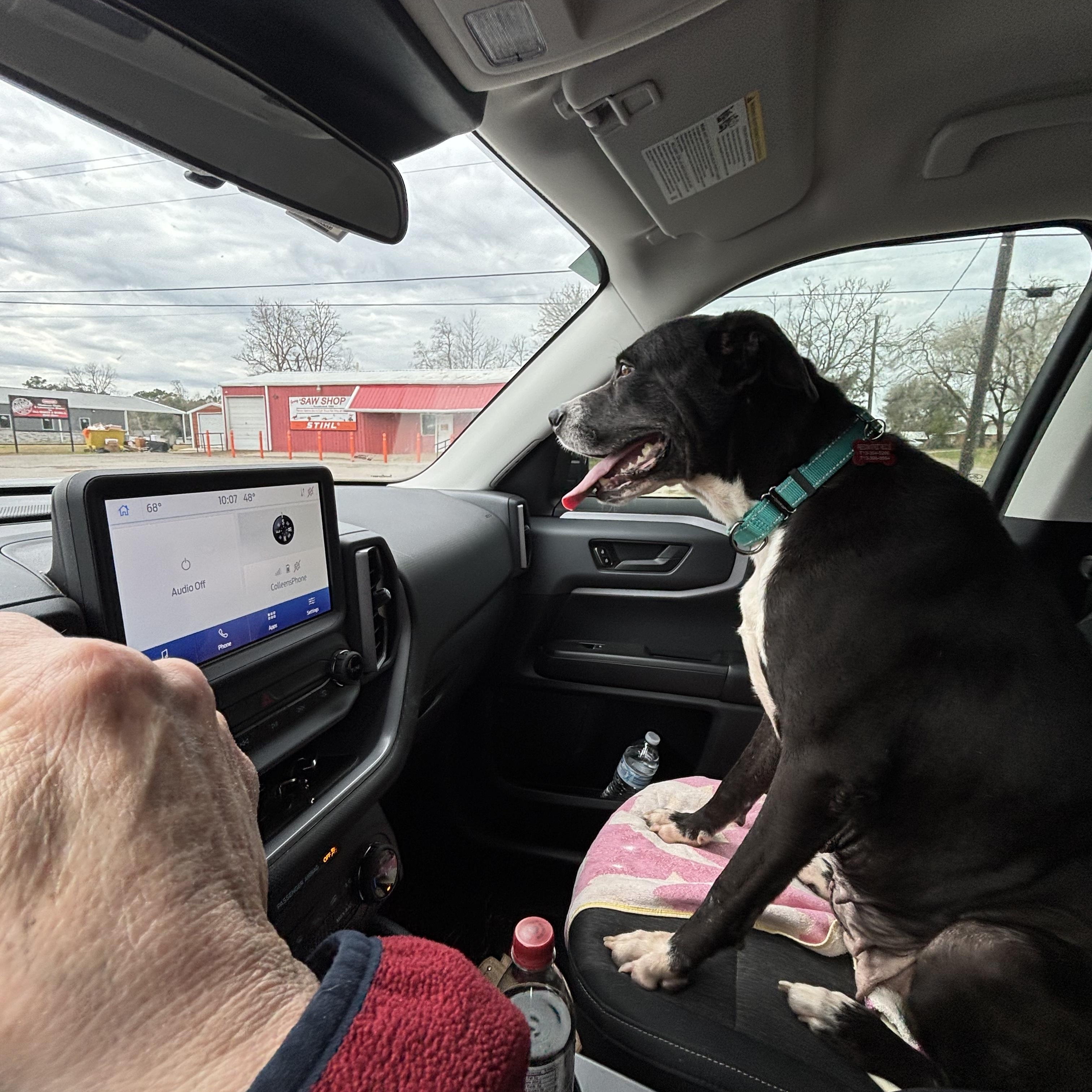 Miracle - Smart, Confident and Loves Car Rides! Please read her story! — thumbnail 5