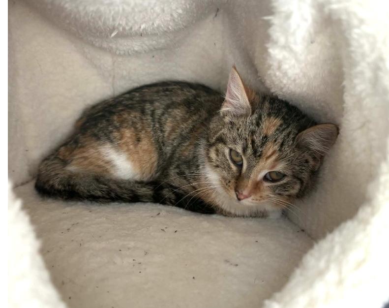 Enlarge Caramel, an adopted Domestic Short Hair in Elyria, OH image 2/5