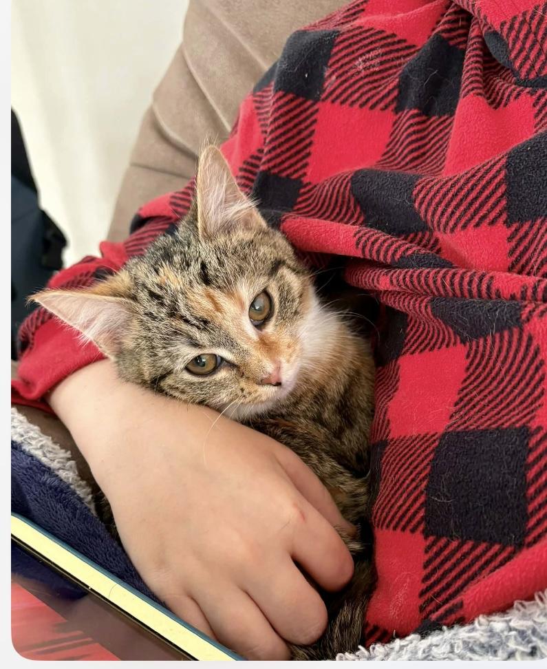 Enlarge Caramel, an adopted Domestic Short Hair in Elyria, OH image 4/5