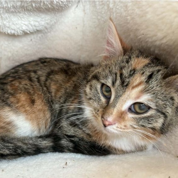 Caramel, adopted, Kitten Female Domestic Short Hair.