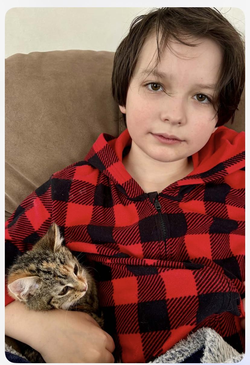 Enlarge Caramel, an adopted Domestic Short Hair in Elyria, OH image 3/5