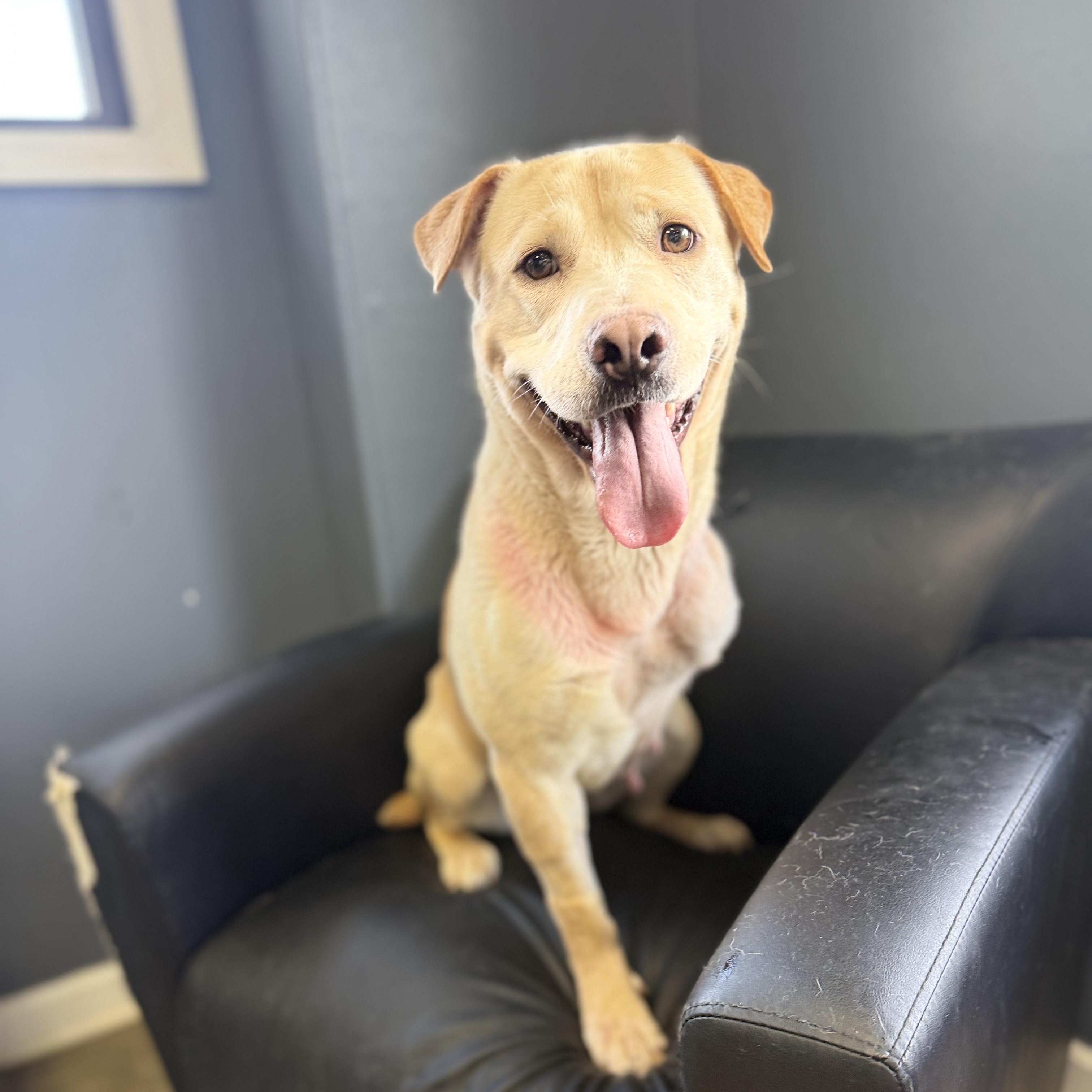 Laney, Adoptable, Young Female Labrador Retriever & Golden Retriever.
