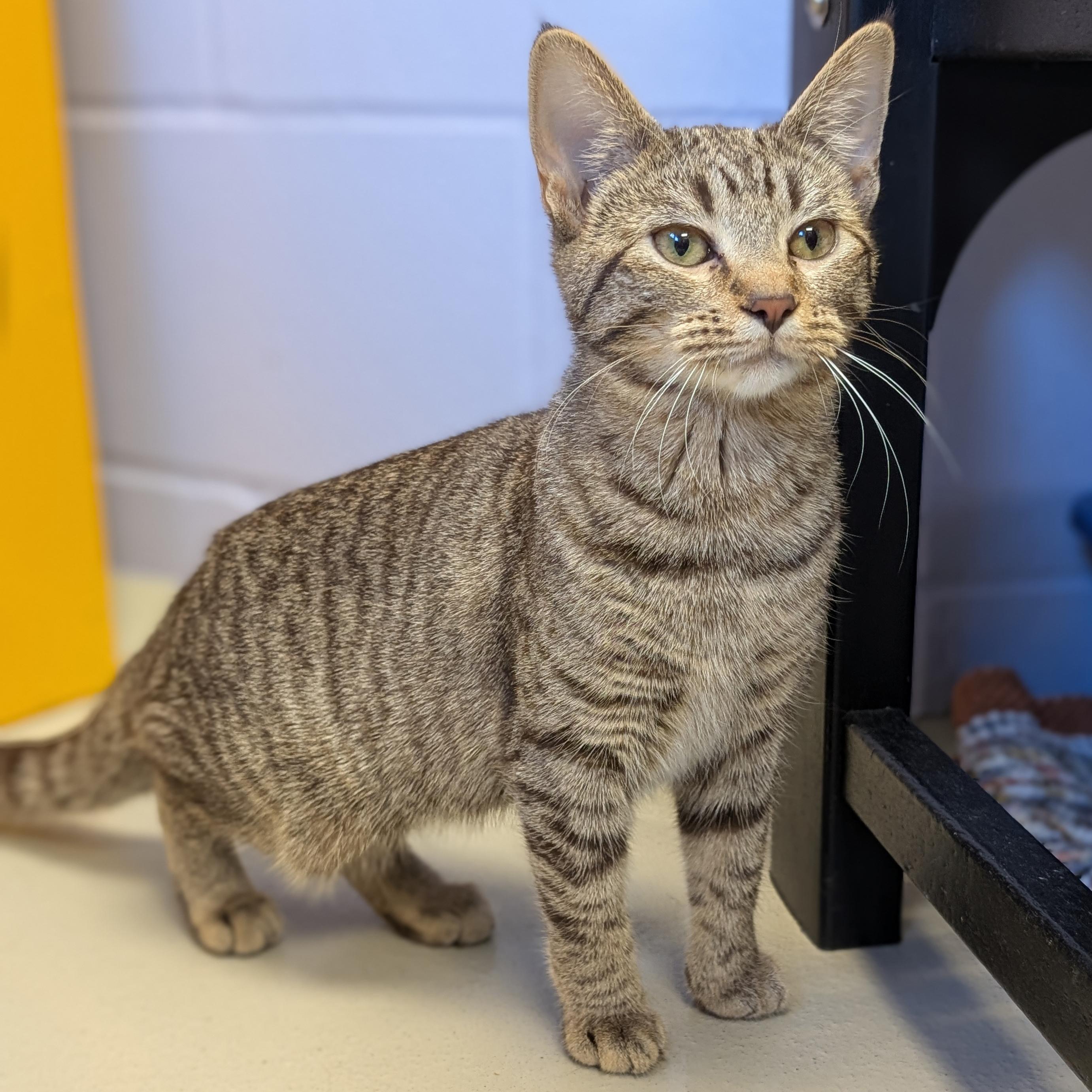 Enlarge Tassel, a Adoptable Domestic Short Hair in Jefferson, WI image 2/2