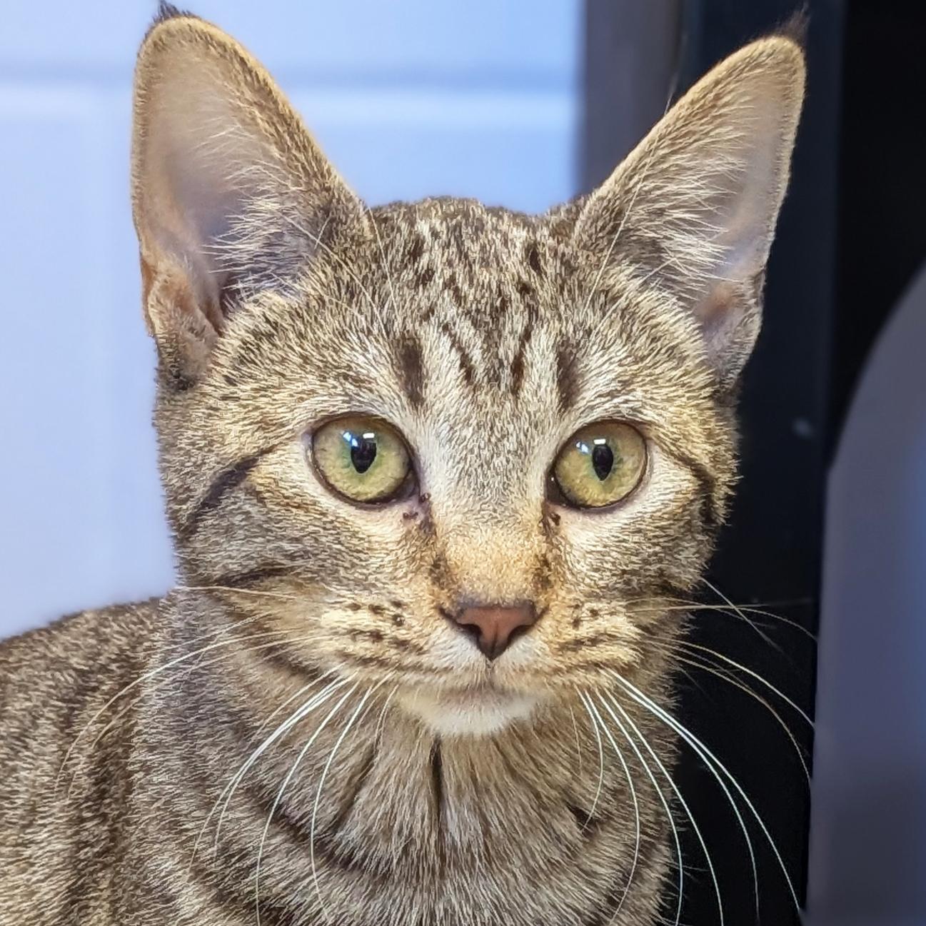 Enlarge Tassel, a Adoptable Domestic Short Hair in Jefferson, WI image 1/2