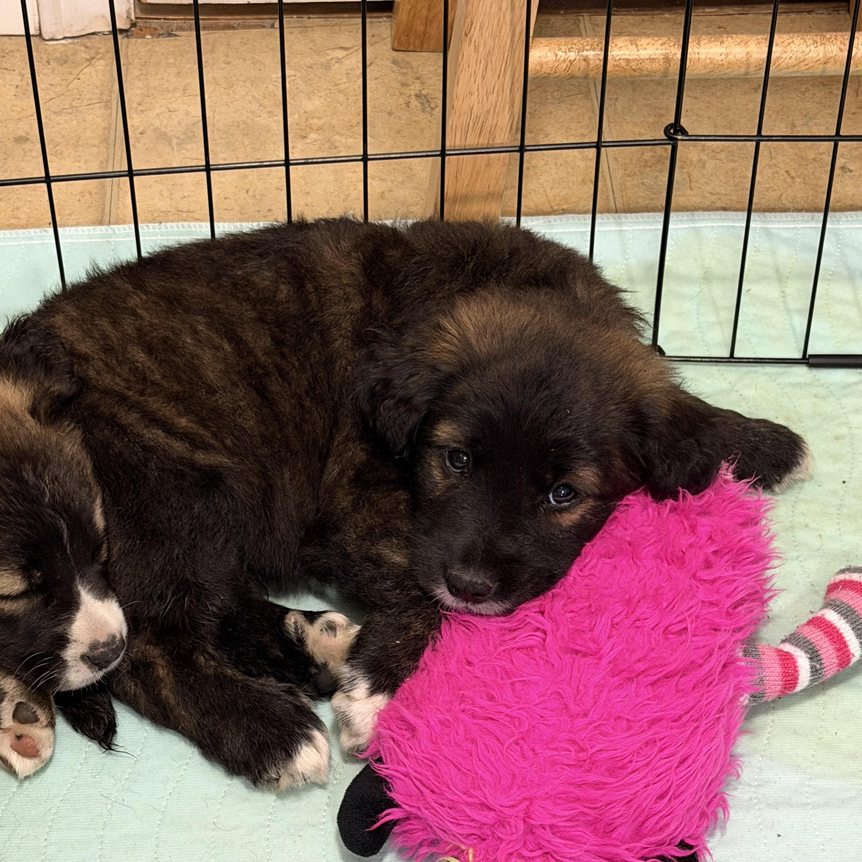 Enlarge Kelvin, a Adoptable mixed breed in Hamilton , NJ image 2/2