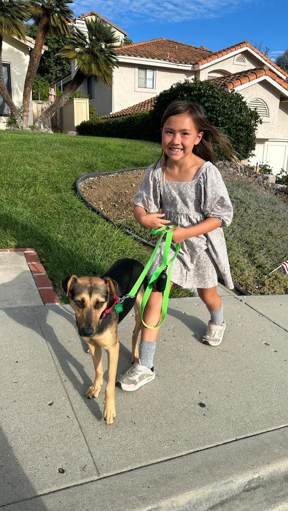 Keira, Adoptable, Young Female Shepherd.