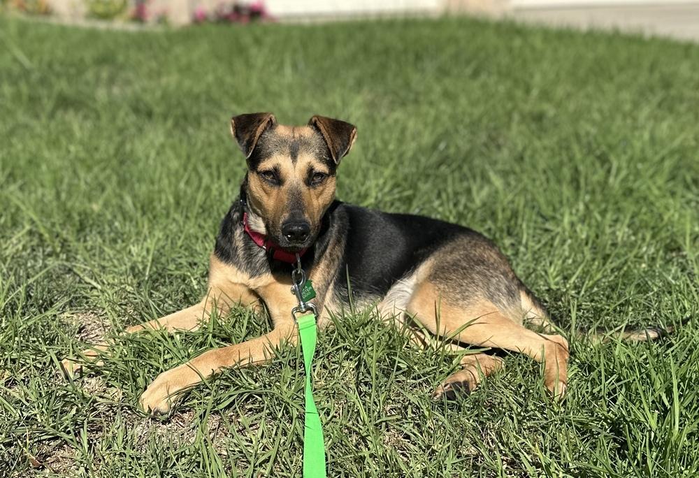 Enlarge Keira, a Adoptable mixed breed in San Diego, CA image 3/4