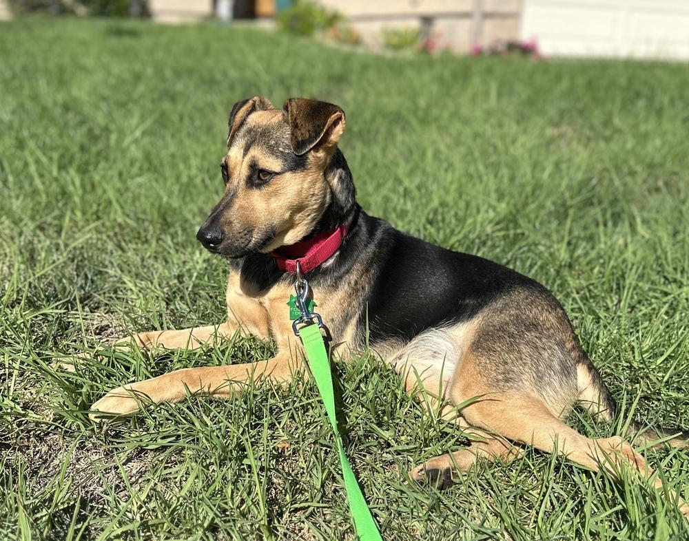 Enlarge Keira, a Adoptable mixed breed in San Diego, CA image 4/4