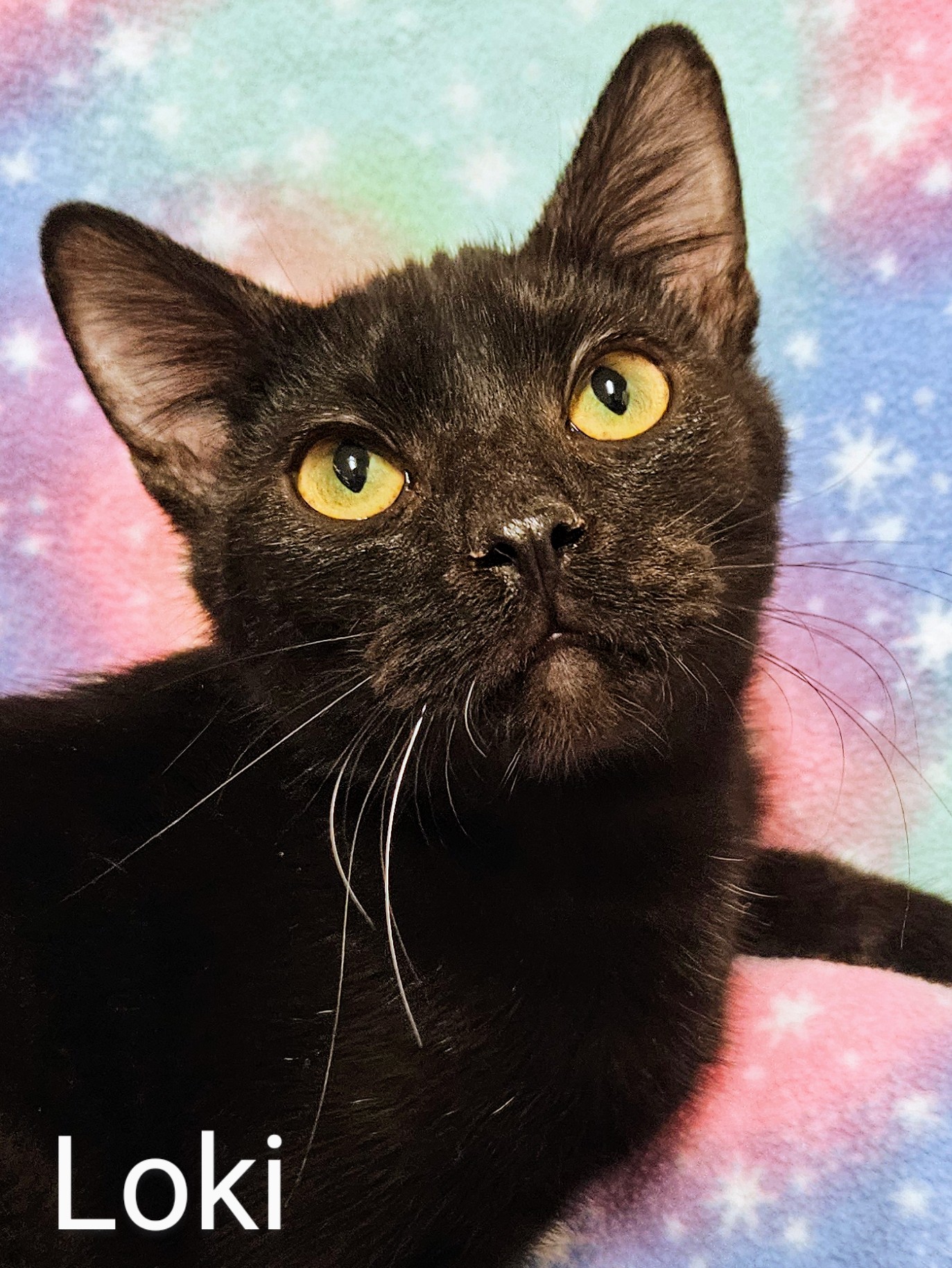 Enlarge Loki - Rancho Cucamonga PetSmart, a Adoptable Domestic Short Hair in Rancho Cucamonga, CA image 1/4