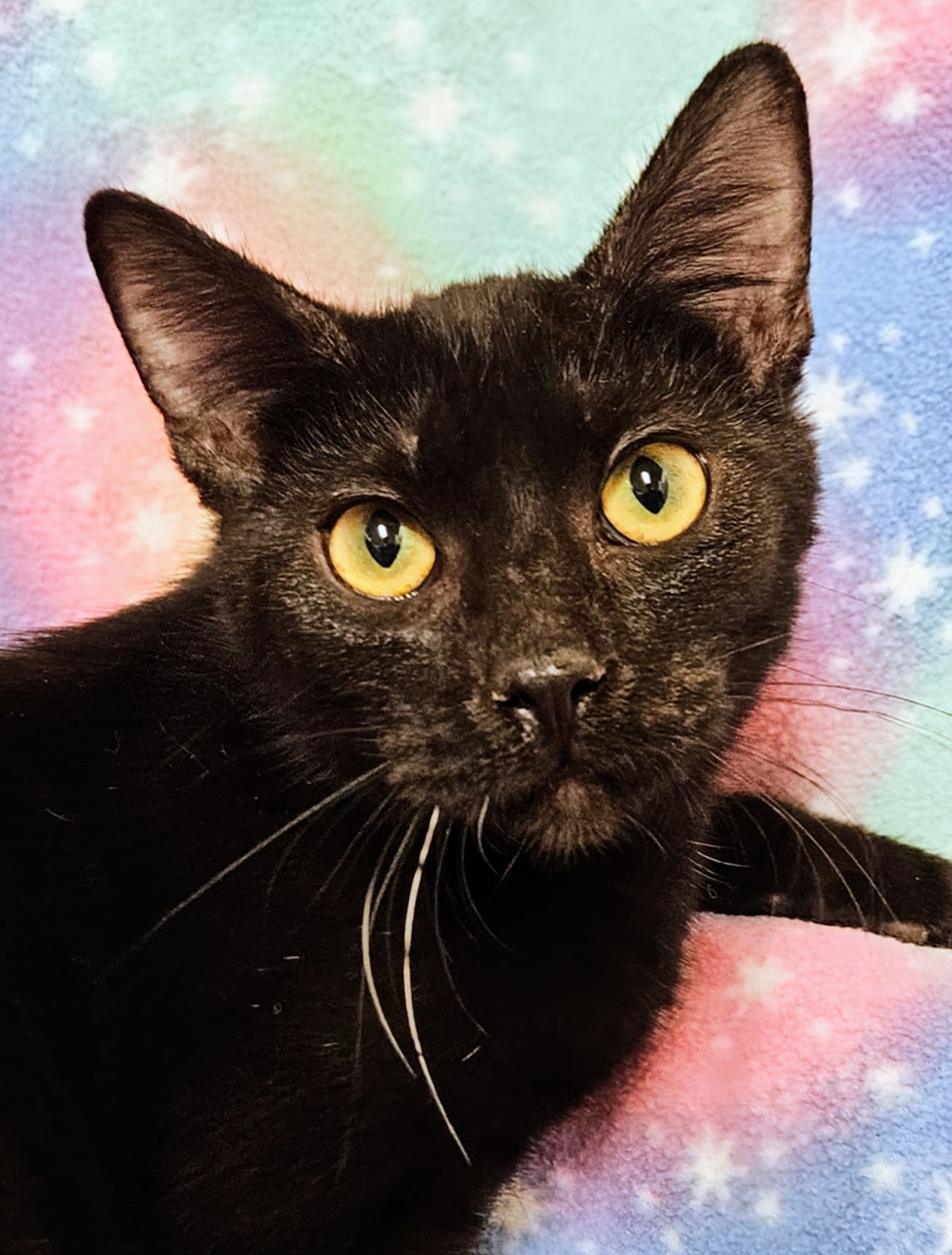 Loki - Rancho Cucamonga PetSmart, Adoptable, Young Male Domestic Short Hair.