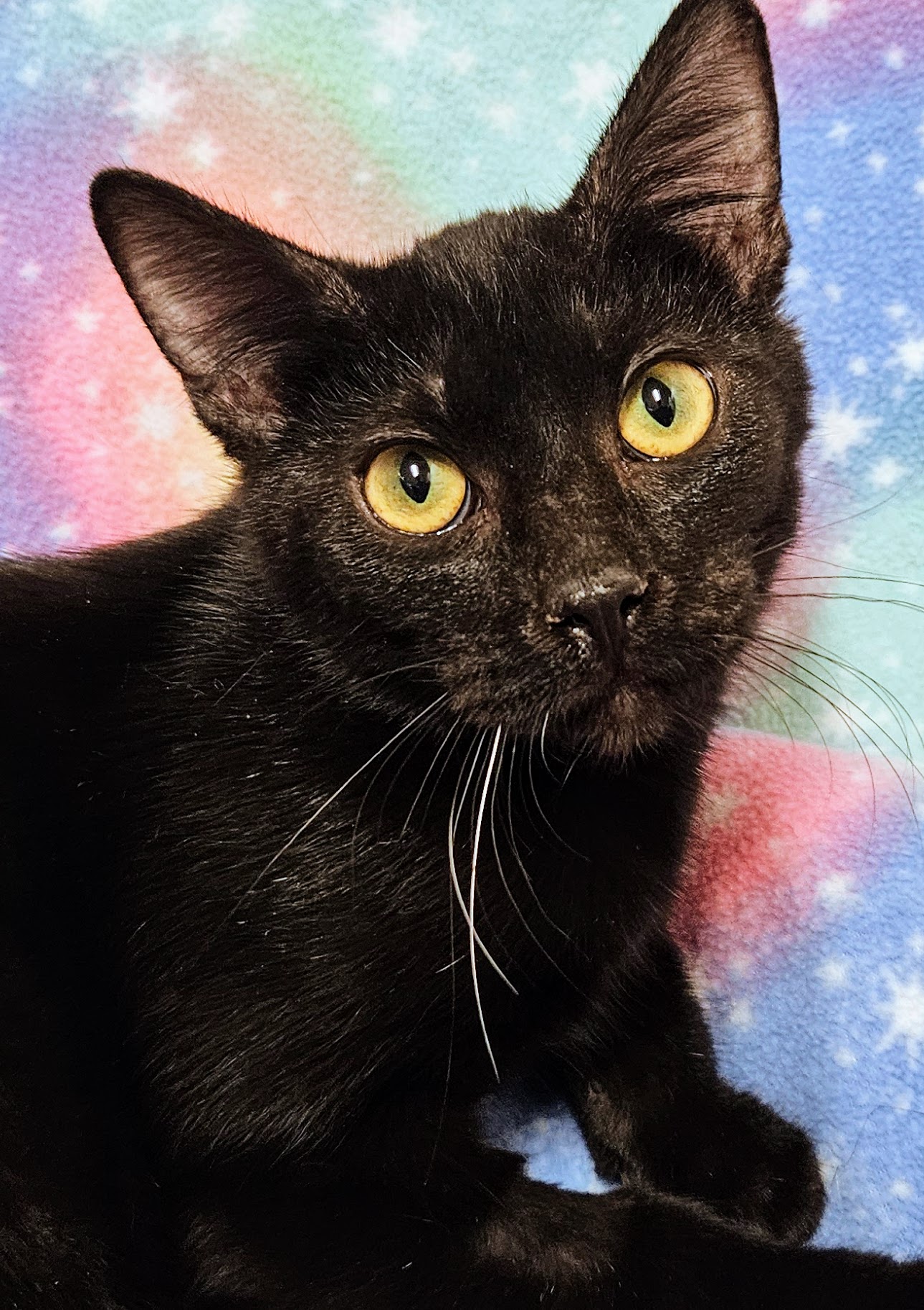 Enlarge Loki - Rancho Cucamonga PetSmart, a Adoptable Domestic Short Hair in Rancho Cucamonga, CA image 3/4