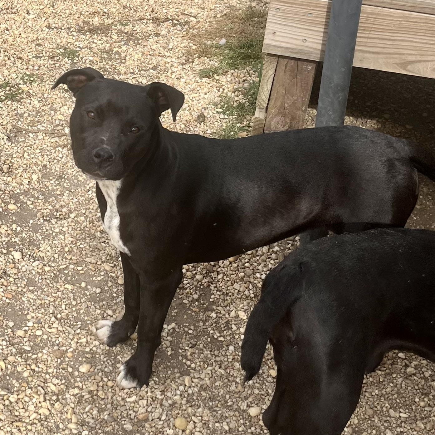 Enlarge Lana, a Adoptable mixed breed in Brewton, AL image 3/5