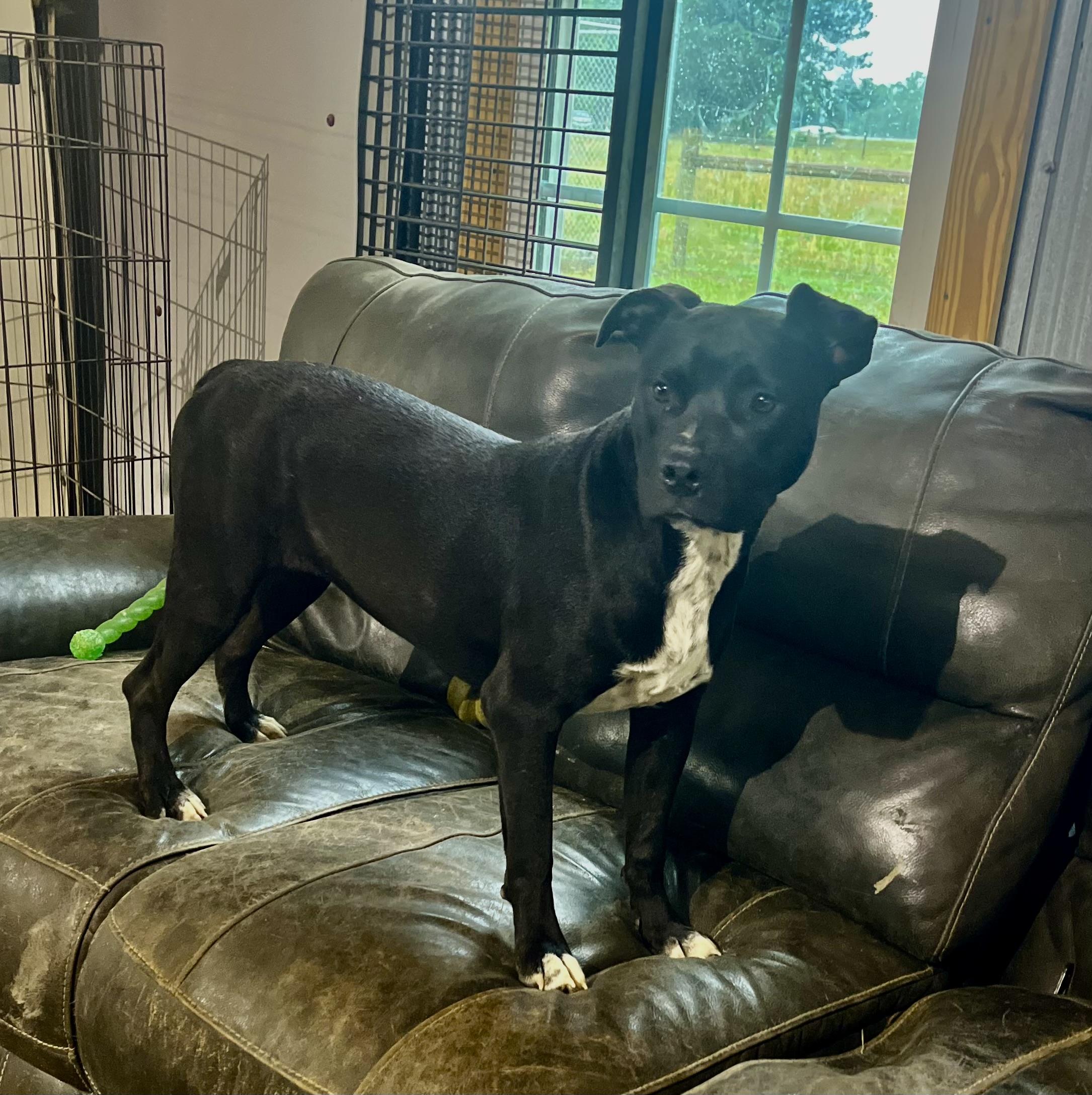Enlarge Lana, a Adoptable mixed breed in Brewton, AL image 2/5