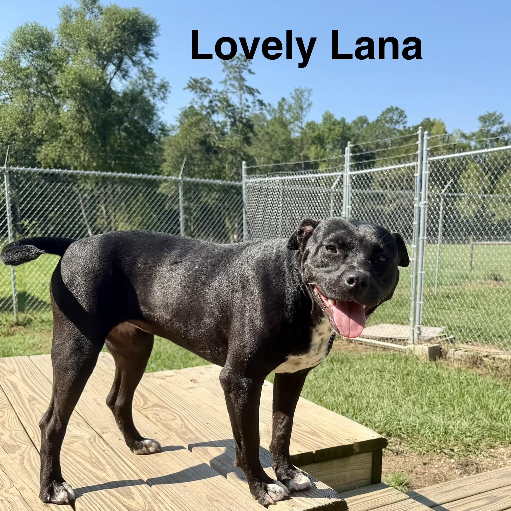 Lana, Adoptable, Young Female Pit Bull Terrier.