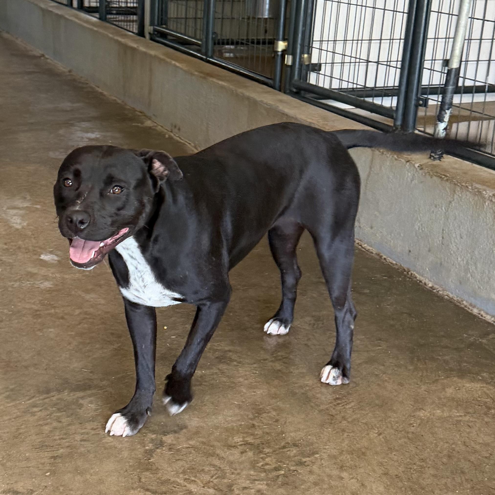 Enlarge Lana, a Adoptable mixed breed in Brewton, AL image 4/5