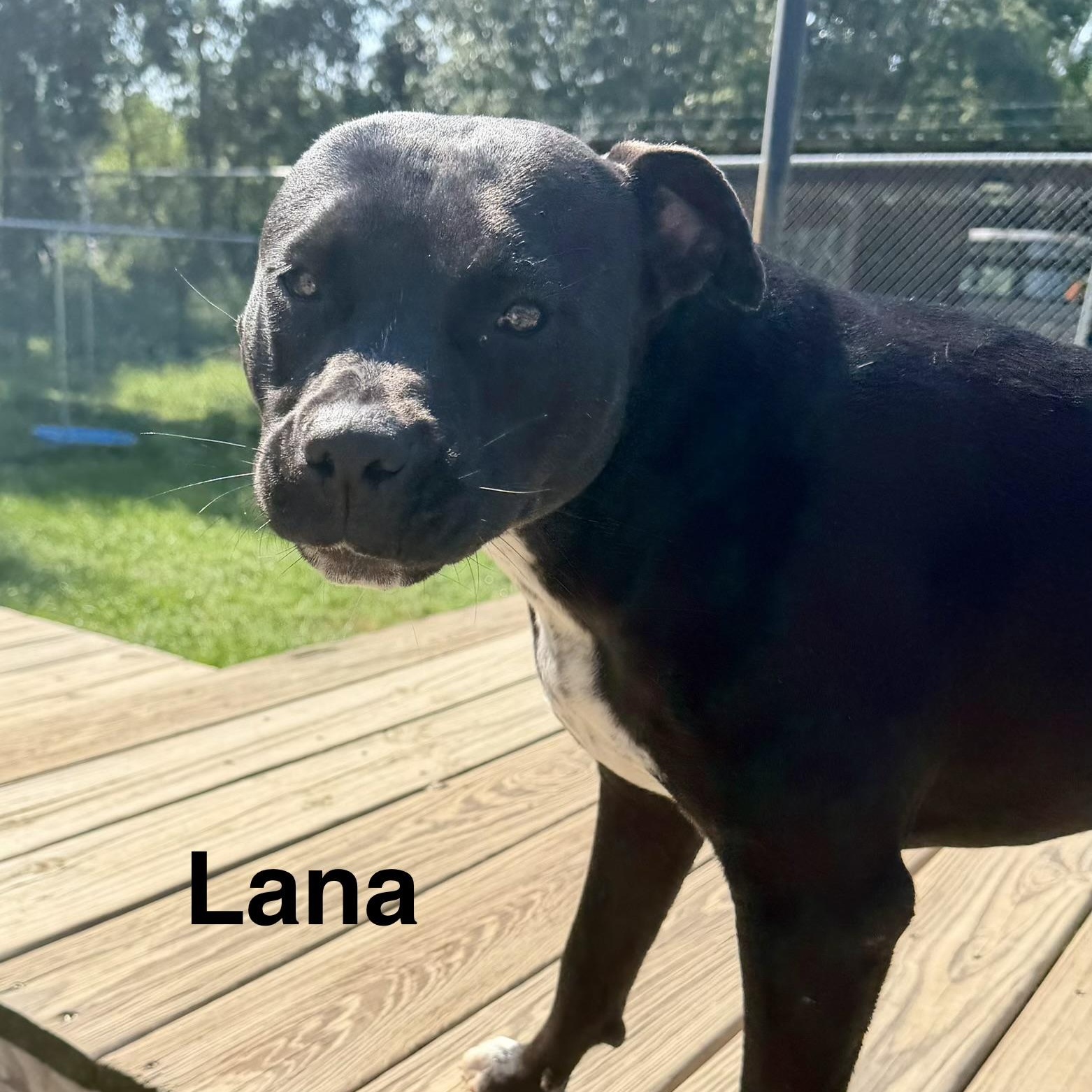 Enlarge Lana, a Adoptable mixed breed in Brewton, AL image 5/5