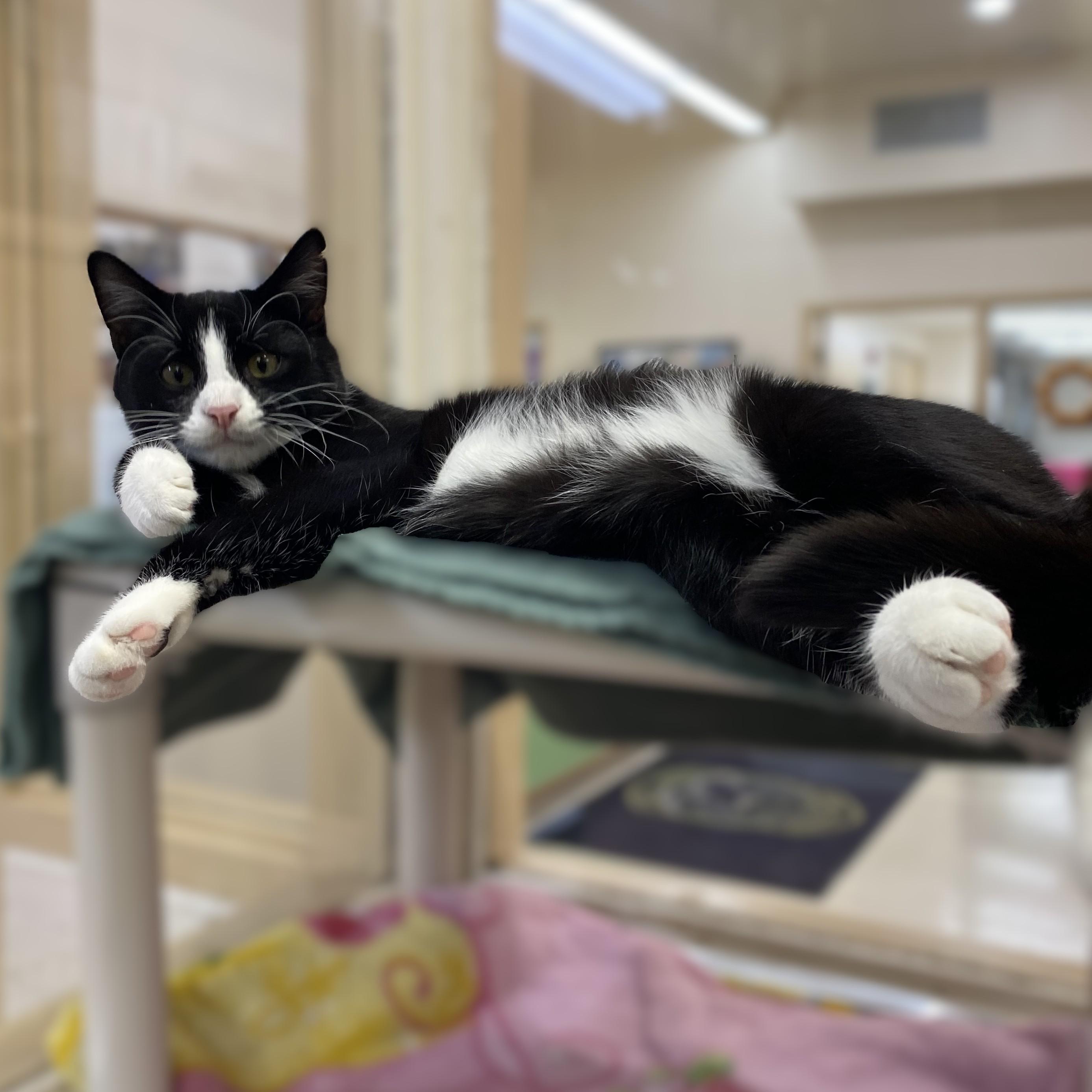 Enlarge Davey- #49554, a Adoptable Domestic Short Hair in Columbia, MD image 4/4