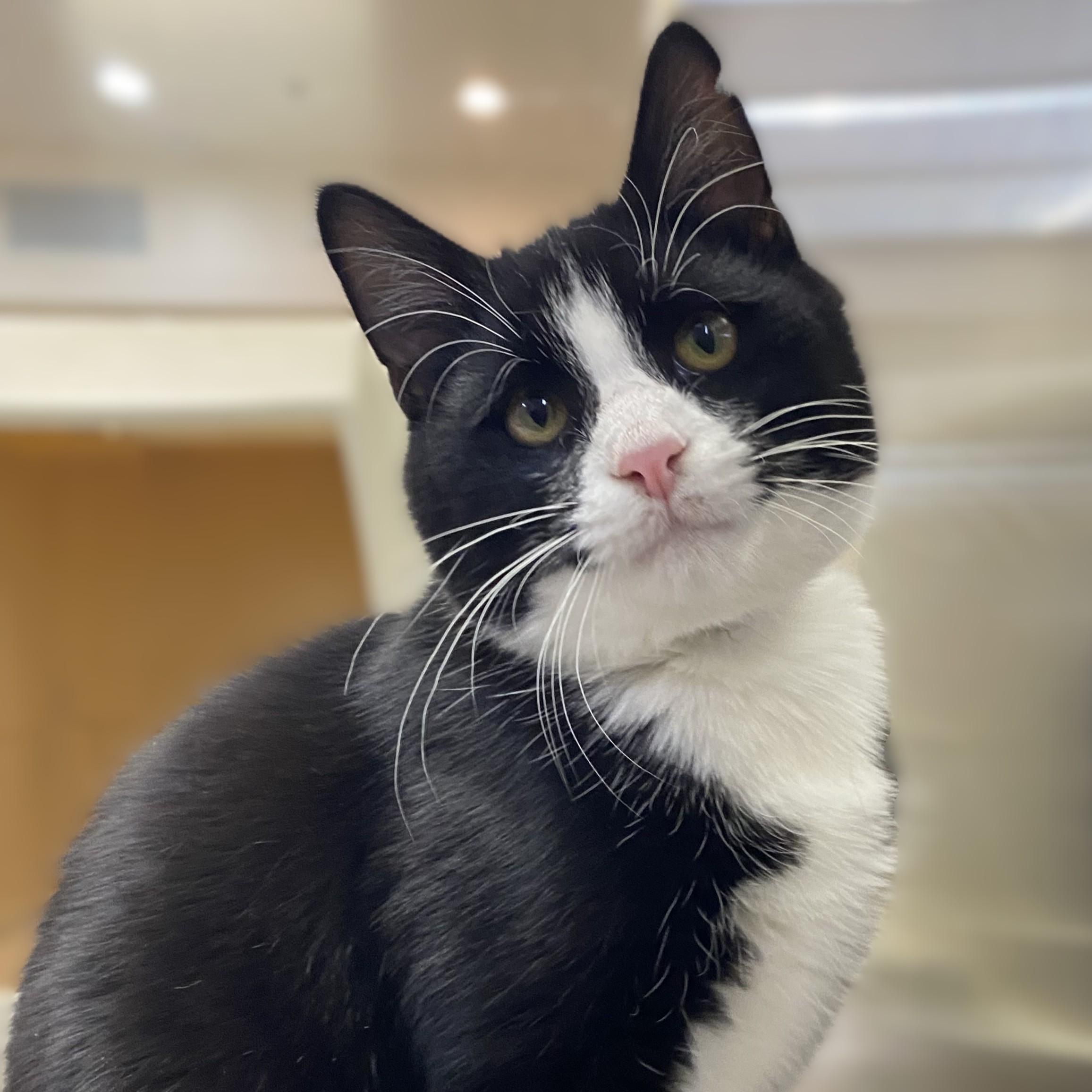 Enlarge Davey- #49554, a Adoptable Domestic Short Hair in Columbia, MD image 1/4