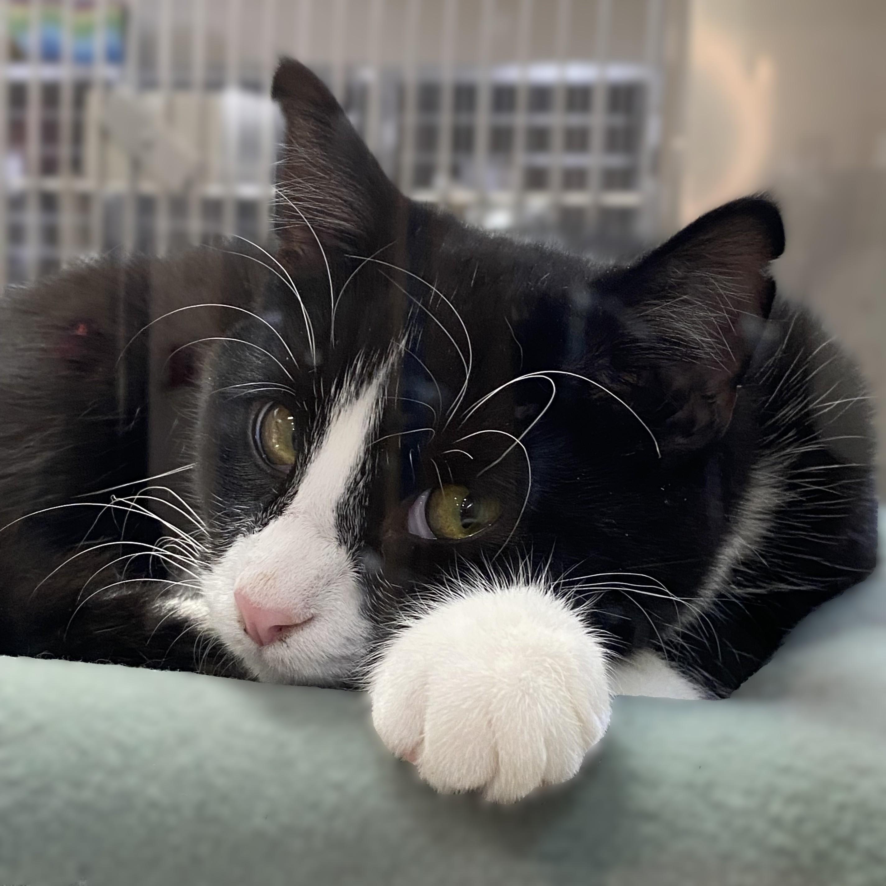 Enlarge Davey- #49554, a Adoptable Domestic Short Hair in Columbia, MD image 2/4