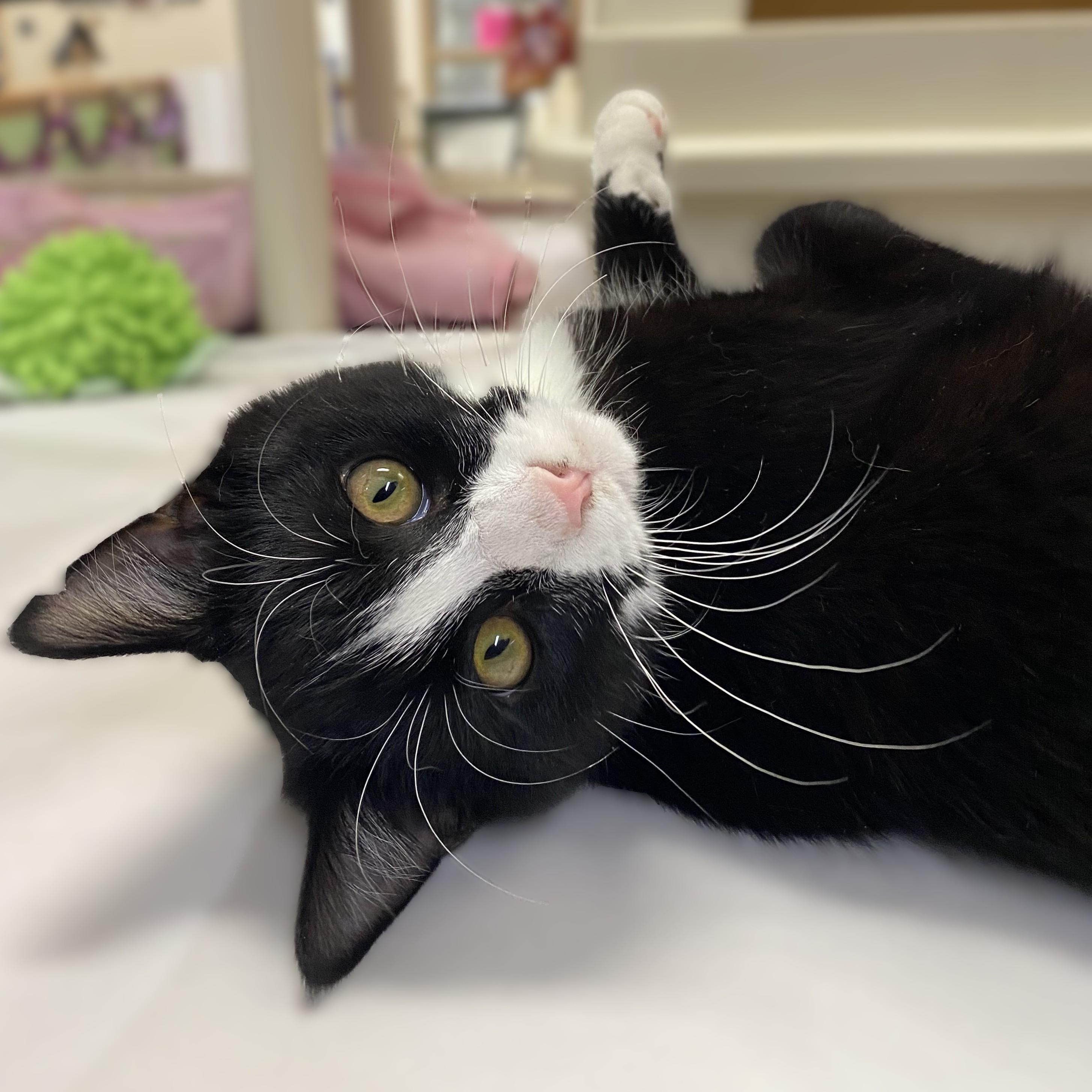 Enlarge Davey- #49554, a Adoptable Domestic Short Hair in Columbia, MD image 3/4