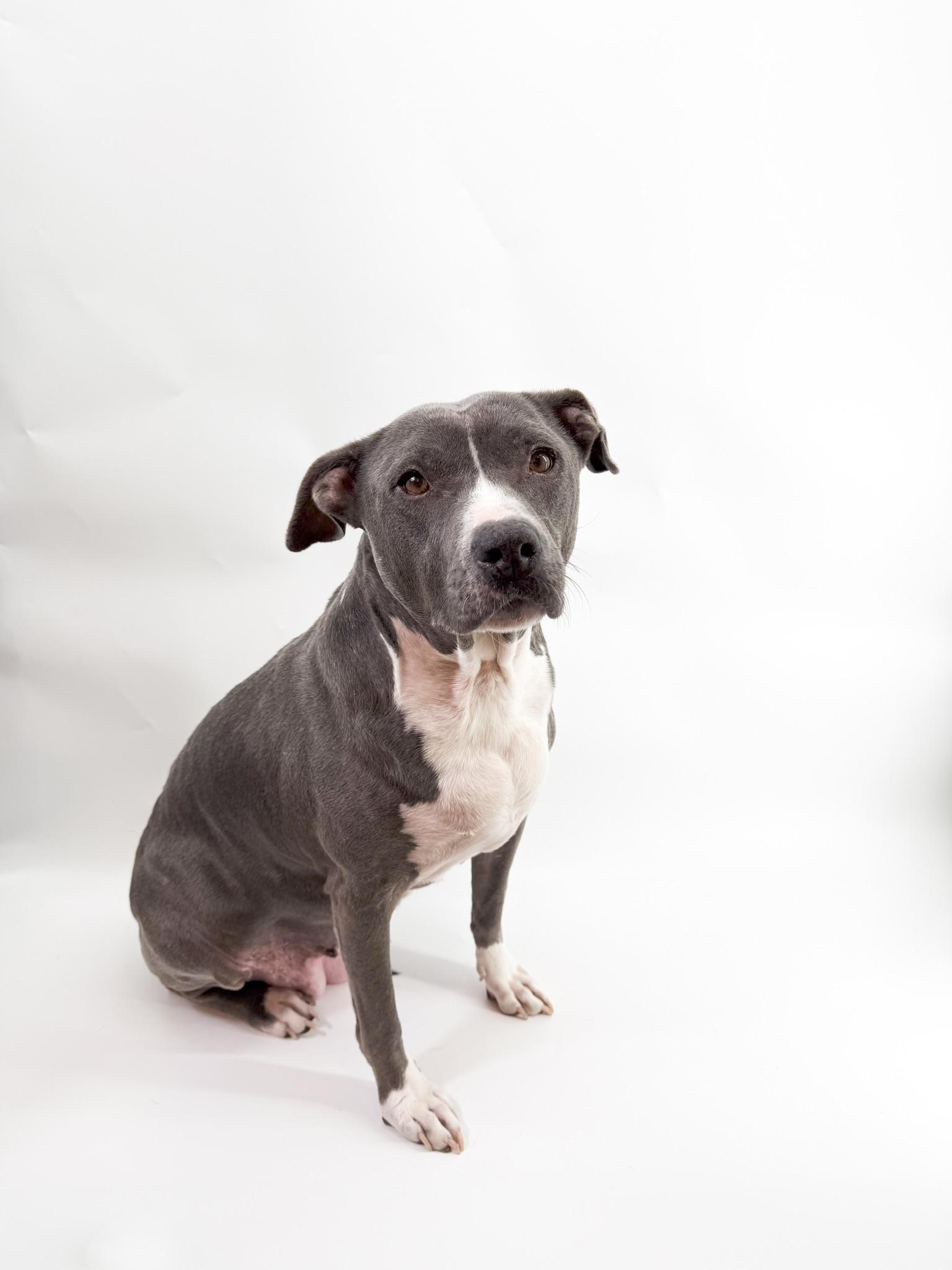 Enlarge Dolly, a Adoptable Pit Bull Terrier in Scottsdale, AZ image 3/5