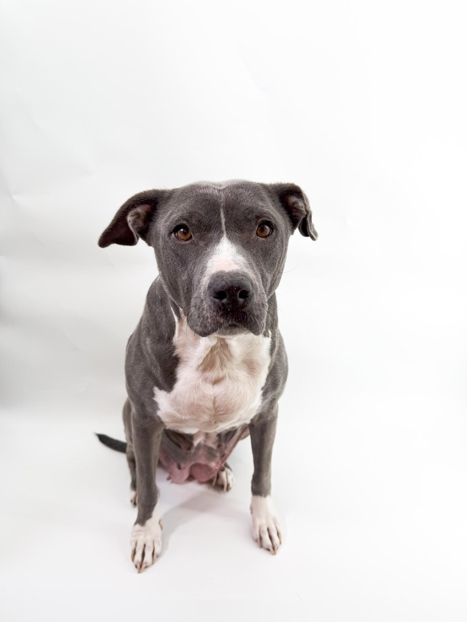 Enlarge Dolly, a Adoptable Pit Bull Terrier in Scottsdale, AZ image 5/5