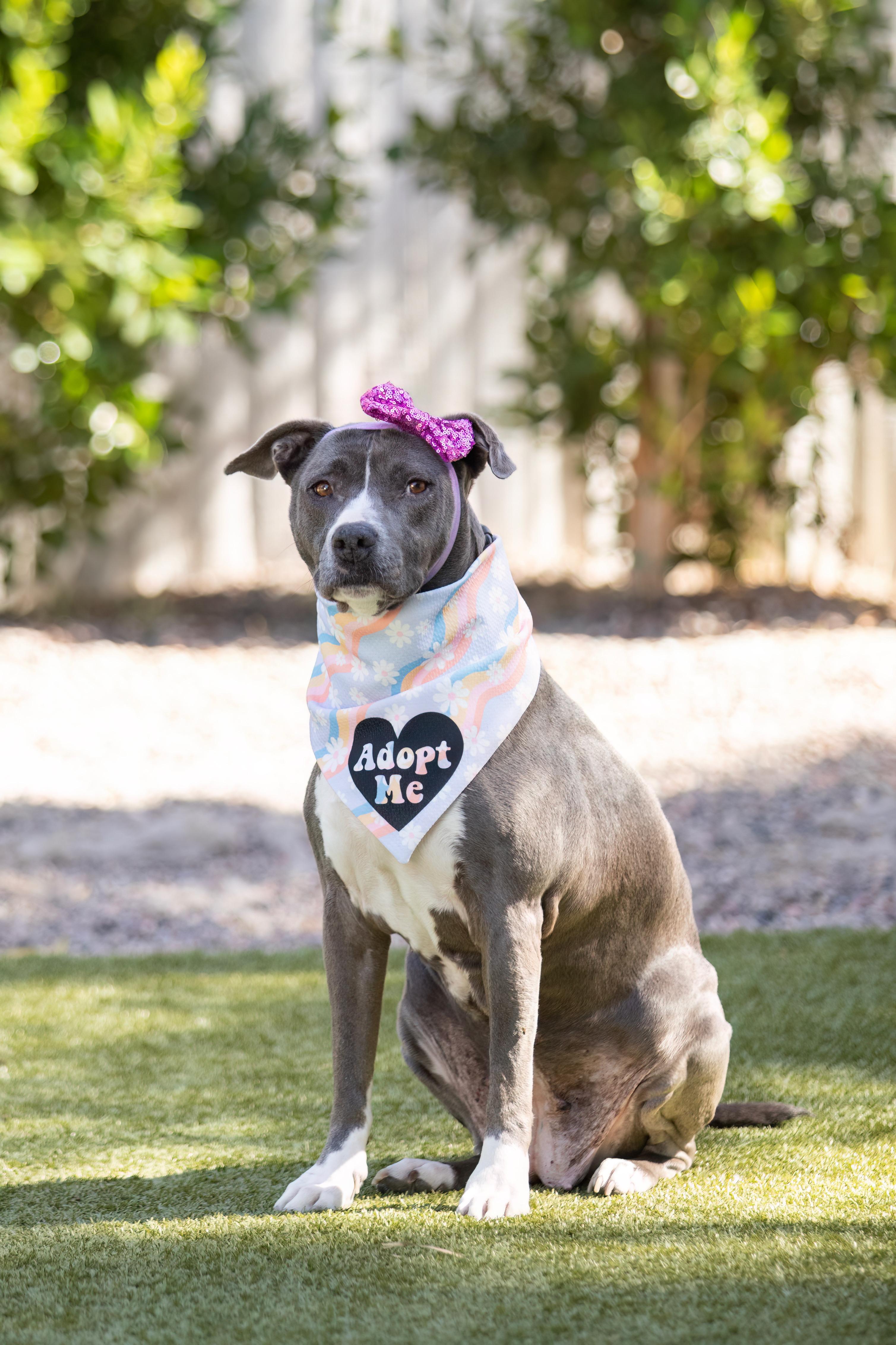 Enlarge Dolly, a Adoptable Pit Bull Terrier in Scottsdale, AZ image 2/5